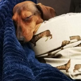 Puppy basket