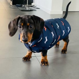 Puppy kleding