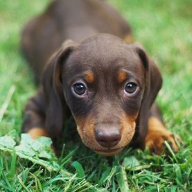 Puppy gezondheid & snacks