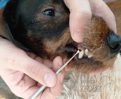Tandsteen verwijderaar hond