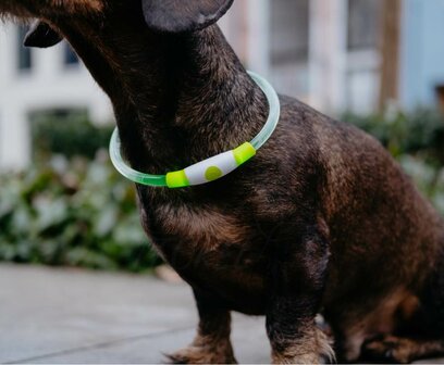 lichtgevende halsband