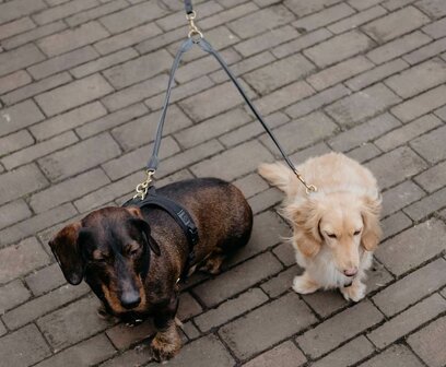 Koppelstuk twee honden