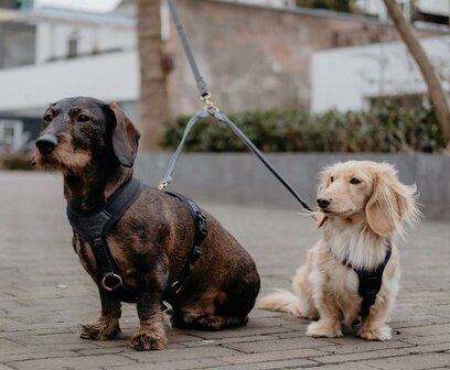 Koppelstuk twee honden