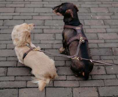 Koppelstuk twee honden