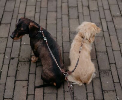 Koppelstuk twee honden