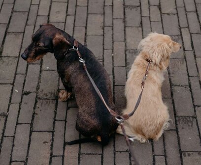 Koppelstuk twee honden