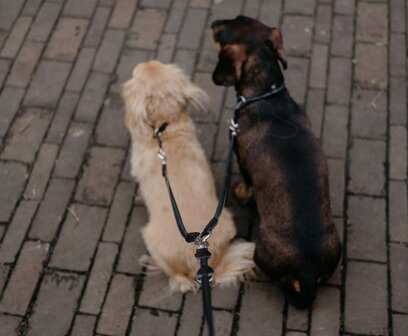 Koppelstuk twee honden