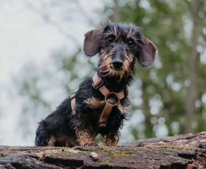 Teckel puppy H-tuigje