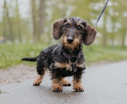Teckel puppy H-tuigje