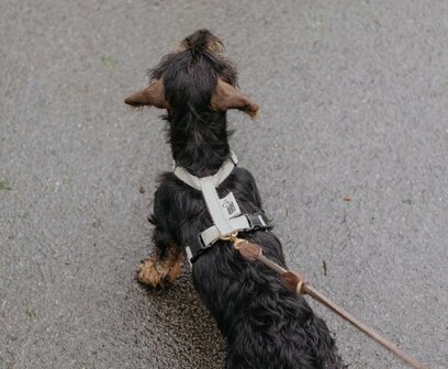 Tuigje voor Teckel puppy