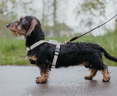 TECKEL PUPPY BEGINSET | HENNEP | CR&Egrave;ME