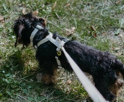 Teckel puppy tuigje