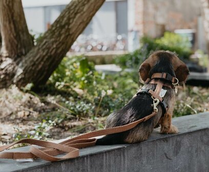 Tuigje voor Teckel puppy
