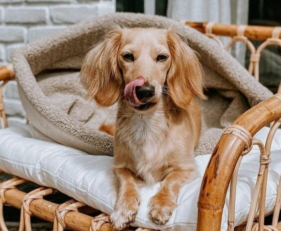 Honden slaapzak 