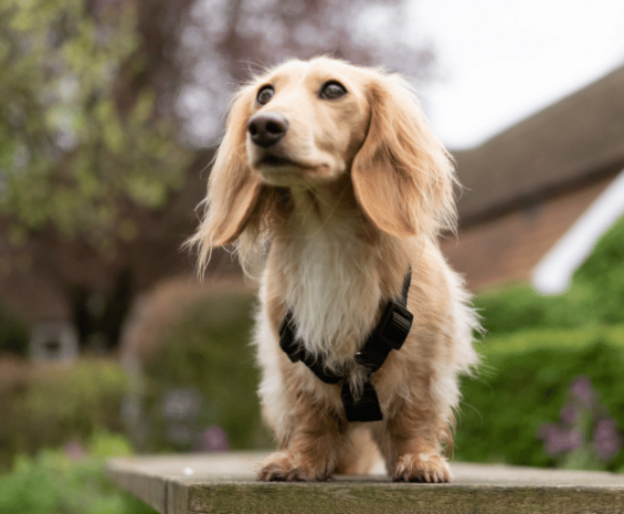 Tuigje Teckel pup