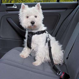 DACHSHUND CAR SAFETY BELT 