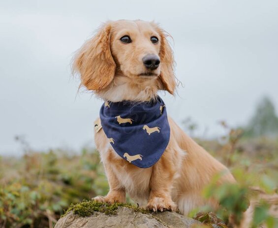 Bandana voor Teckel