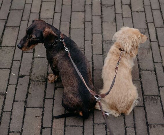 Koppelstuk twee honden