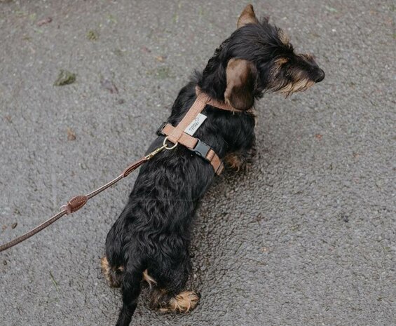 Teckel puppy H-tuigje