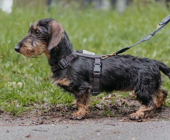 Teckel puppy H-tuigje