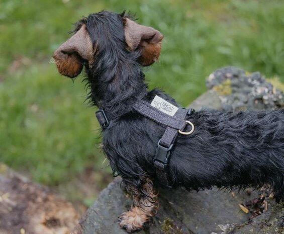 Teckel puppy H-tuigje