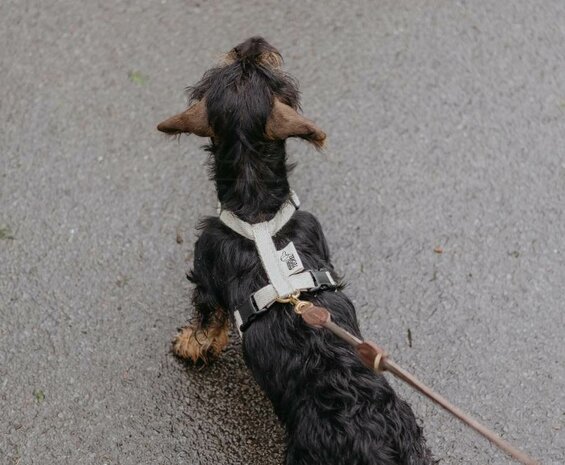 Tuigje voor Teckel puppy
