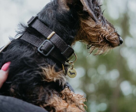 Teckel puppy halsband