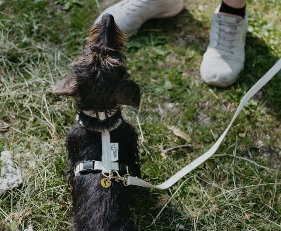 Teckel puppy tuigje