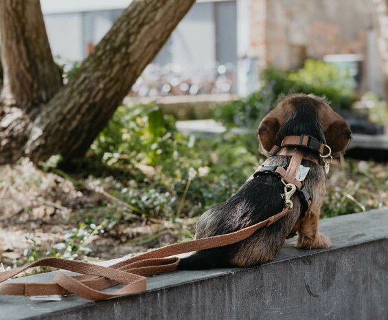 Tuigje voor Teckel puppy