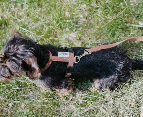 Tuigje voor Teckel puppy