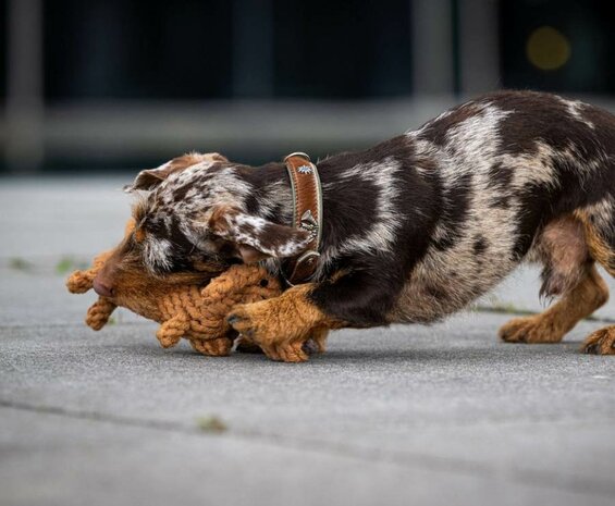 Speelgoed voor Teckel