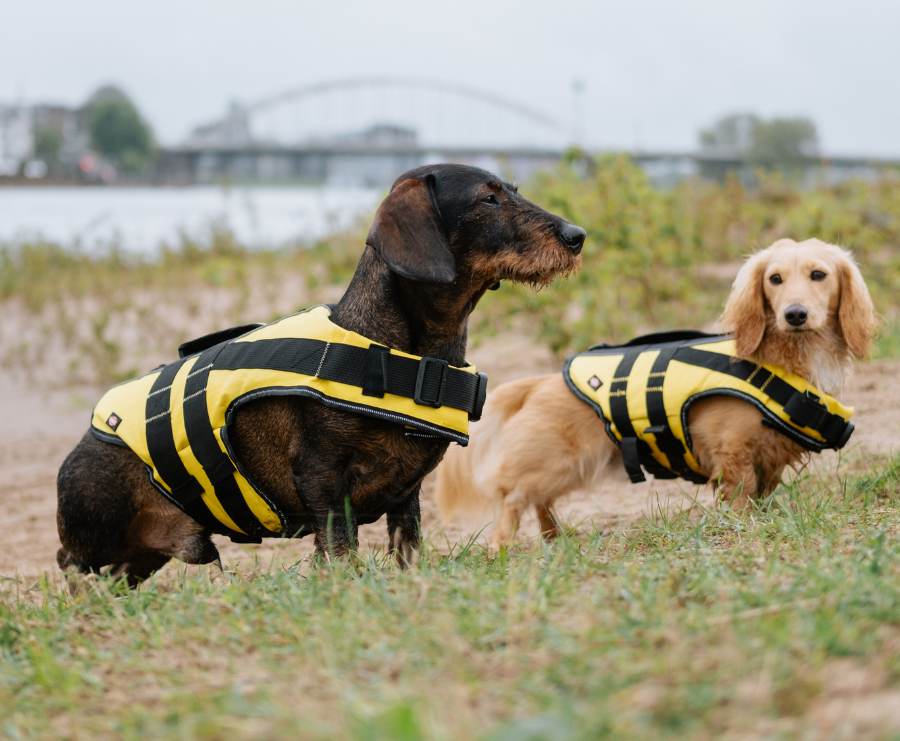 Life jacket for dachshund outlet