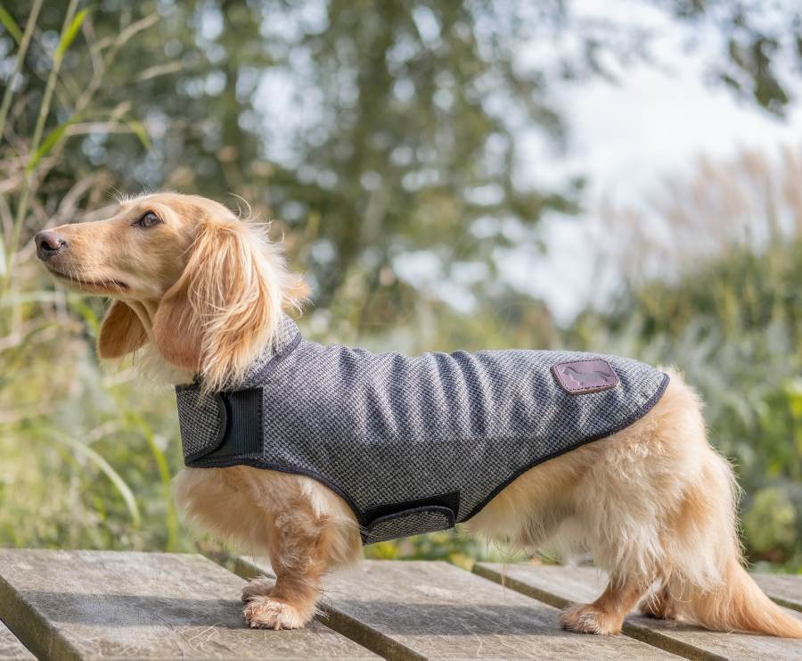 BOILED WOOL JACKET WITH REMOVABLE BELT — Always in Vogue