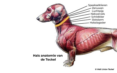 De lichaamsonderdelen die klem komen te zitten bij het dragen van een halsband