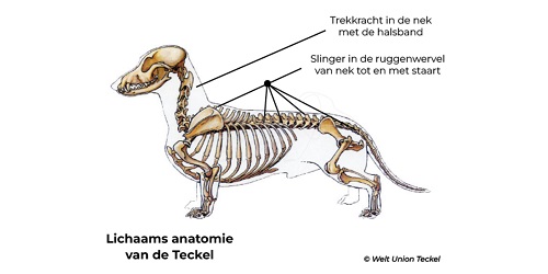 Het effect van trekkracht in de nek op de rest van het Teckel lichaam