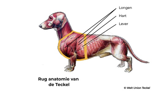 De lichaamsonderdelen die onder de trekkracht van een tuigje liggen