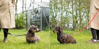 Does my Dachshund need a harness or collar? Does my Dachshund need a harness or collar?