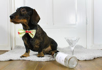 *WIN* actie Instagram honden vlinderstrik *WIN* actie Instagram honden vlinderstrik
