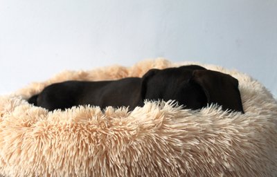 TECKEL MAND | FLUFFY DONUT BEIGE