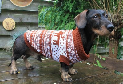 TECKEL WINTERTRUI | BRUIN