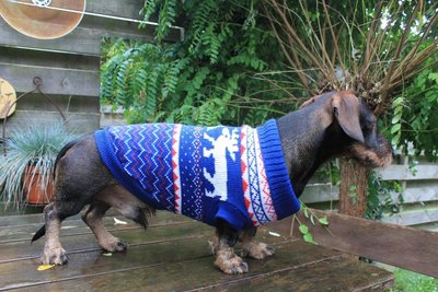 TECKEL WINTERTRUI | BLAUW
