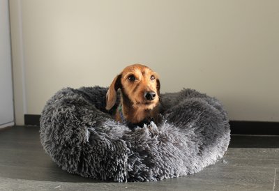 TECKEL MAND | FLUFFY DONUT GREY