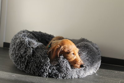 TECKEL MAND | FLUFFY DONUT GREY