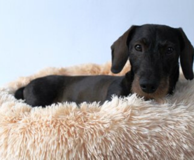 TECKEL MAND | FLUFFY DONUT BEIGE