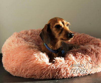 TECKEL MAND | FLUFFY DONUT PINK