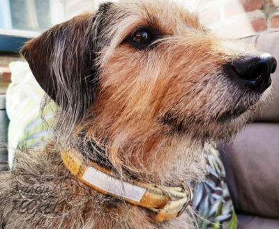 HALSBAND | TWEED & TARTAN GEEL