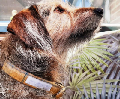 HALSBAND | TWEED & TARTAN GEEL