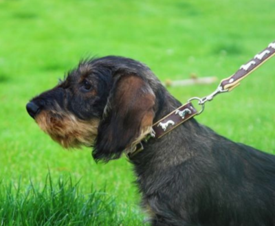 LEREN HALSBAND | MET ZILVEREN TECKELS | BRUIN - NATUREL
