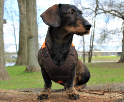 FOLLOW START TECKEL TUIG | BRUIN / ORANJE | NIGGELOH 