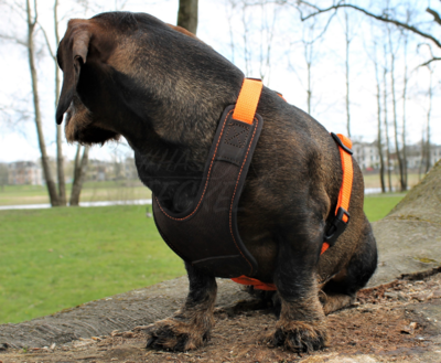 FOLLOW START TECKEL TUIG | BRUIN / ORANJE | NIGGELOH 